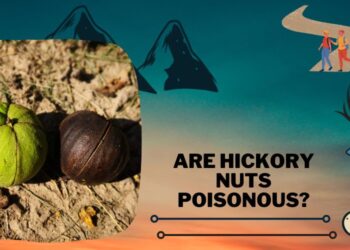 Are Hickory Nuts Poisonous