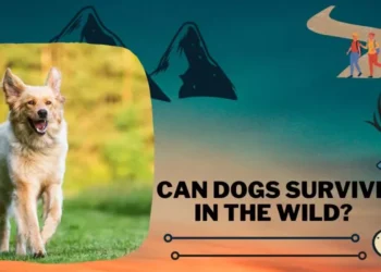 Can Dogs Survive In The Wild