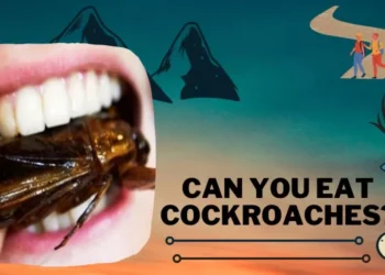 Can You Eat Cockroaches