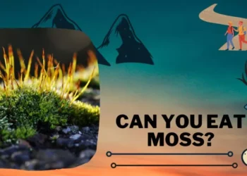 Can You Eat Moss
